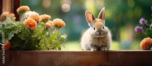 A cute bunny is on a wooden...