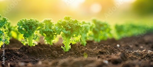 Picture of young kale plant...