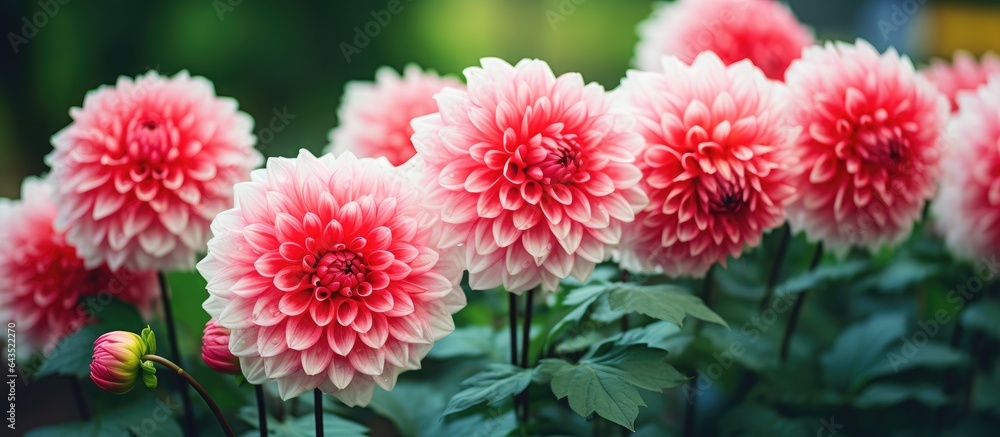 Red dahlia flowers on green leaves petals in pink and white