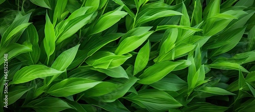 Grassy leaves for backgrounds wallpaper and websites Copy space frame