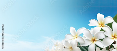 Frangipani flowers that are...