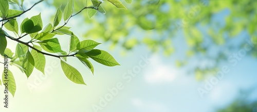 Spring landscape with soft lighting showcasing green leaves and blue sky