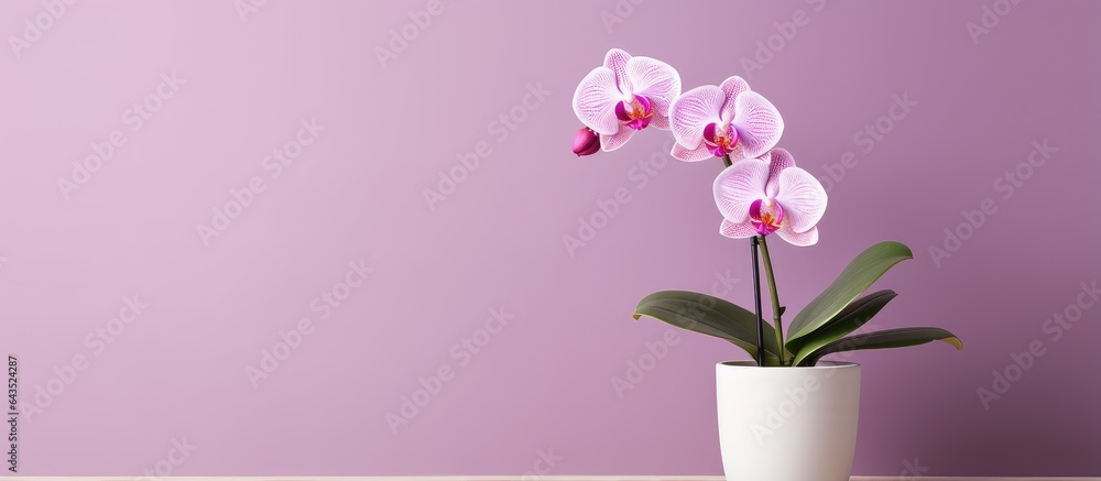 Purple artificial orchid in pot on vibrant background minimalistic flower banner