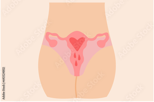Female reproductive system. Illustration isolated over beige background.