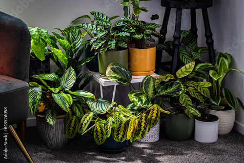 Calathea pot plants in the corner of a room