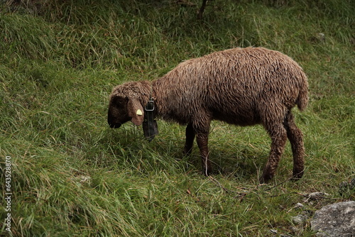 A dark brown lamb grazes on a mountain green meadow