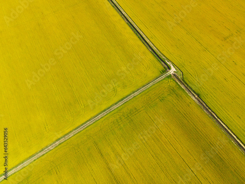 Foto aerea dei campi di riso gialli maturi con la geometria delle strade photo