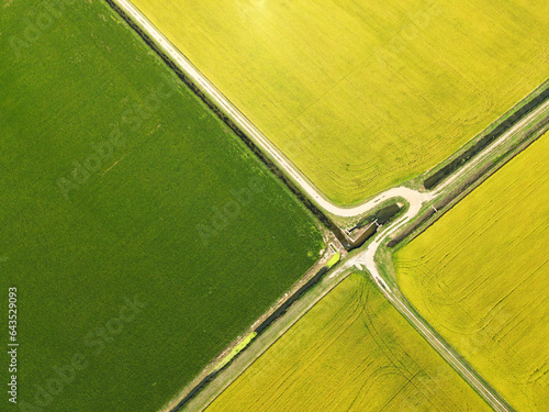 Paesaggio aereo strade tra le risaie gialle viste dall'alto photo