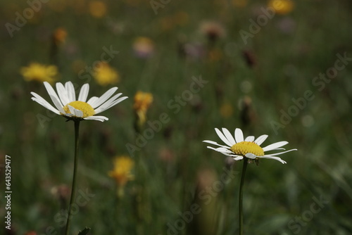Two white-yellow wilde chamomiles on the colour herbal background