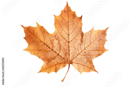 Wallpaper Mural Vibrant autumn Maple leave isolated on transparent background - Fall foliage in high-resolution PNG Torontodigital.ca