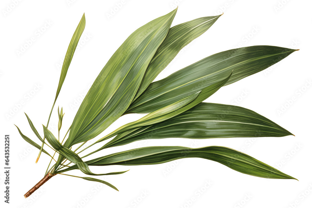 New Zealand flax leave isolated on transparent background - high quality PNG of phormium tenax plant - obrazy, fototapety, plakaty 