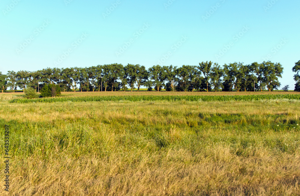 Fototapeta premium Landscape is agricultural, yellow - green grass in field growing in stripes along horizon line in sunlight