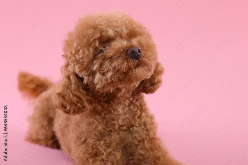 Cute Maltipoo dog on pink background, space for text. Lovely pet Cute Maltipoo dog on pink background, space for text. Lovely pet