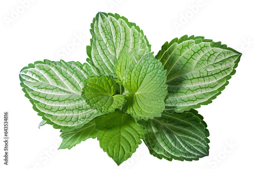 Silver spurflower leaves isolated on transparent background - Plectranthus argentatus PNG photo