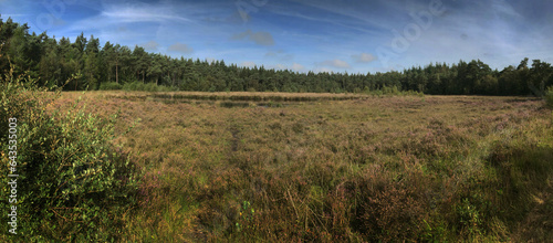 Heather and peat fields Echten Drenthe Netherlands. Forest. Panorama. 