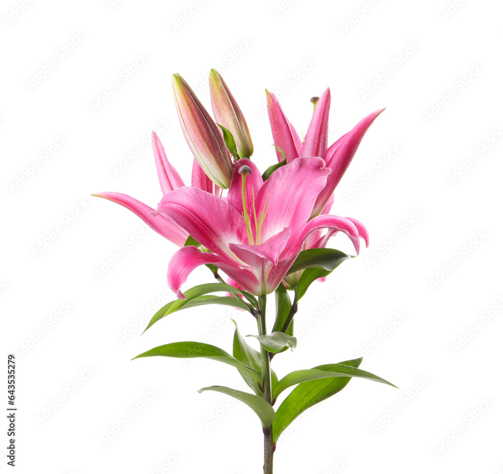 Beautiful pink lily flowers isolated on white Beautiful pink lily flowers isolated on white