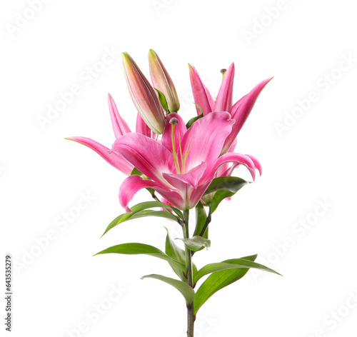 Beautiful pink lily flowers isolated on white