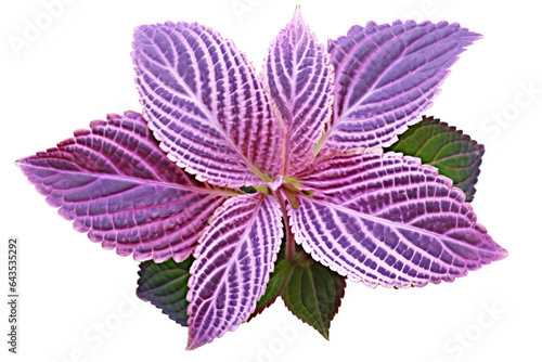 Brightly colored polka dot plant with green and purple leaves isolated on transparent background