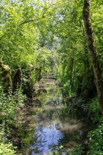 Sainte-Hilaire-la-Palud. Sous-bois parmi les conches. Vendée. Pays de la Loire photo