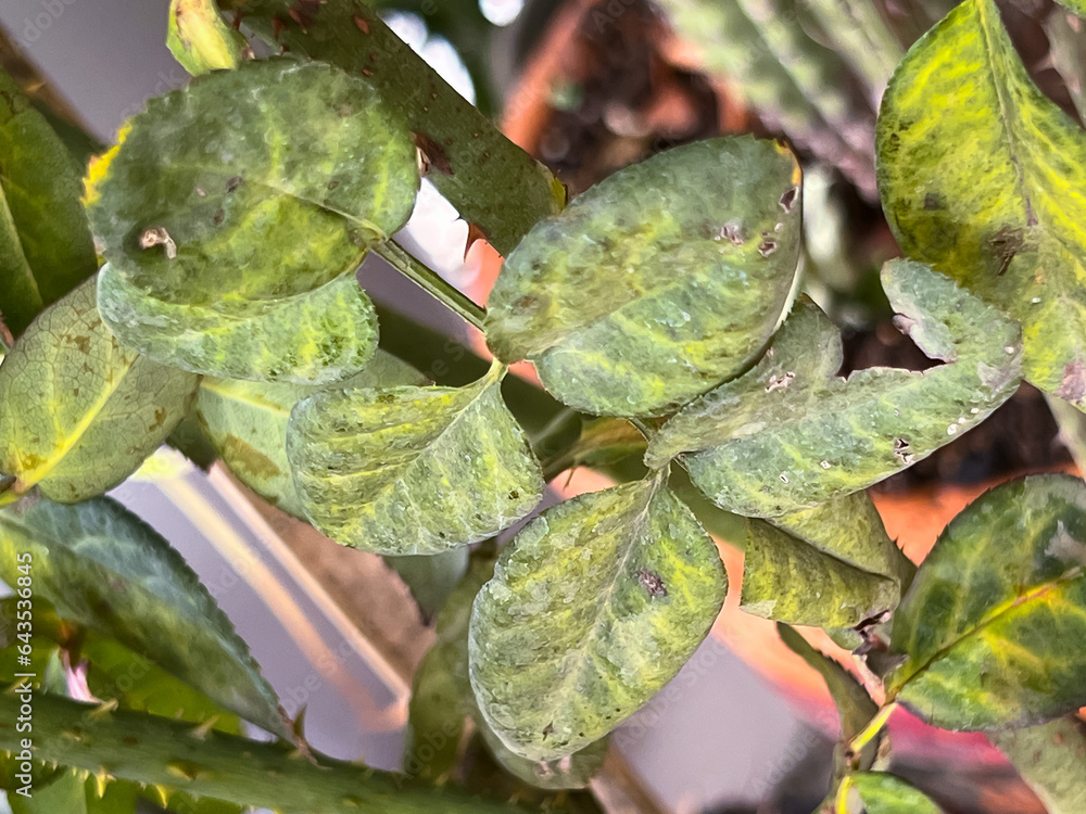 Rose leaf problem form anthracnose leaf spot,unhealthy plant fungal