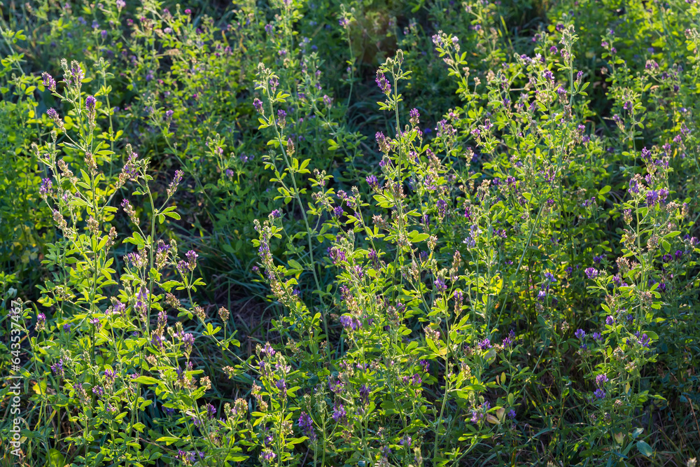 Blooming alfalfa on a field in summer evening backlit Blooming alfalfa on a field in summer evening backlit
