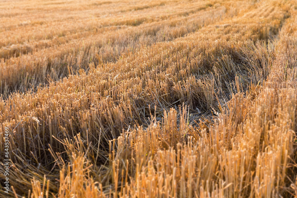 Fototapeta premium Stubble on a field after wheat harvesting in selective focus