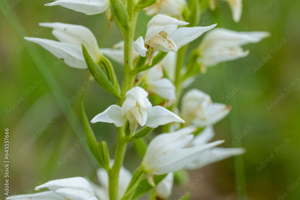 Obraz premium Eastern Hooded Helleborine (Cephalanthera epipactoides)