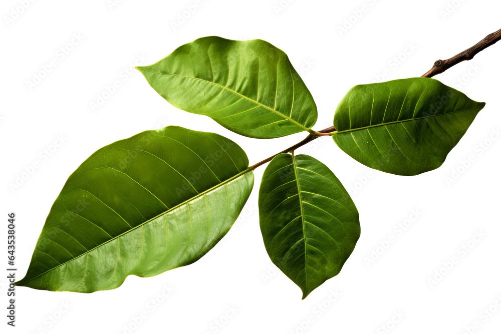 Obraz premium Sassafras leaves in different shapes and colors isolated on background background