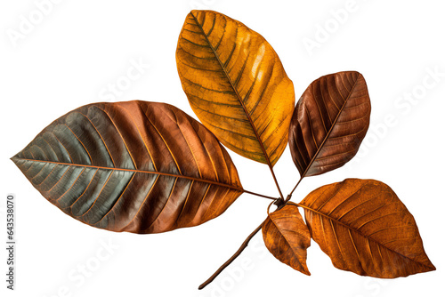 Green and yellow sassafras leaves with different shapes  isolated on a transparent background - high quality PNG photo