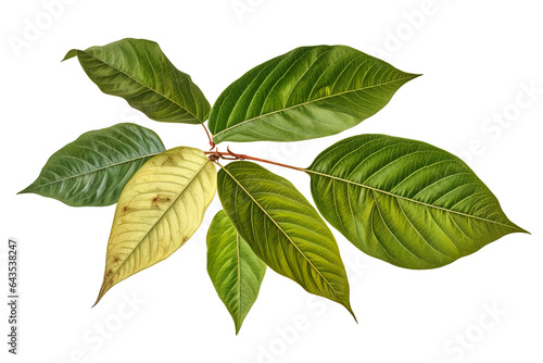 Green sassafras leaves isolated on a transparent background - high quality PNG photo