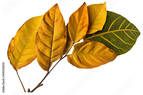 Green and yellow sassafras leaves with different shapes  isolated on a transparent background - high quality PNG photo