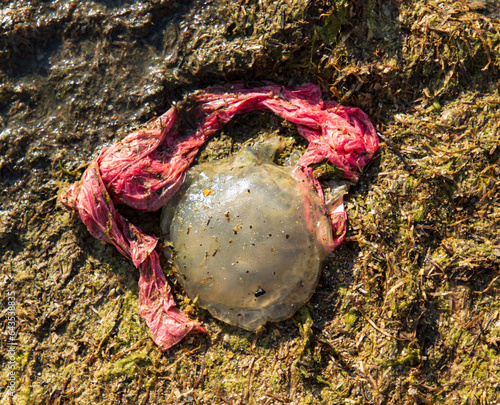 dead jellyfish on the seashore as background.