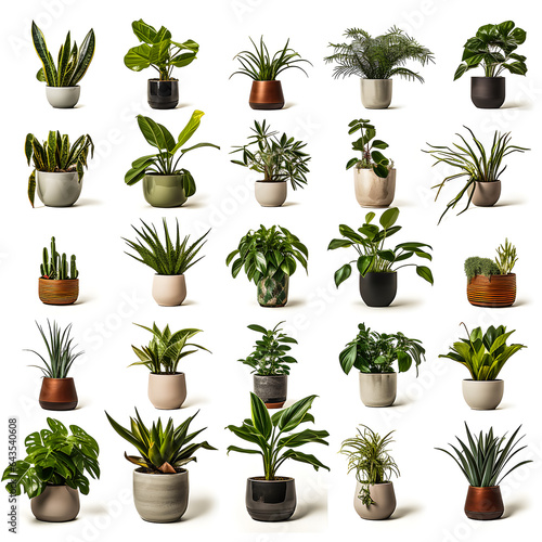 Beautiful collection of potted plants on shelves on a white background  Generative AI