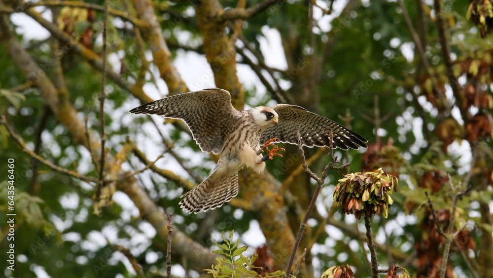 Obraz premium Red-footed falcon, youngster