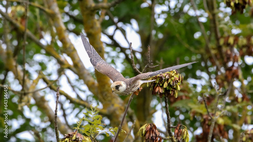 Red-footed falcon, youngster