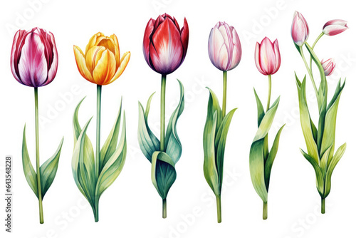 Watercolor image of a set of tulip flowers on a white background #643548228