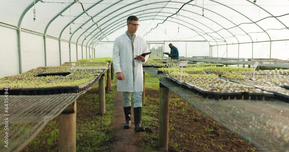 Plants, tablet and greenhouse scientist, man or agronomist for farm research, environment quality assurance or agro analysis. Agriculture development, walk or ecologist typing farming progress review Plants, tablet and greenhouse scientist, man or agronomist for farm research, environment quality assurance or agro analysis. Agriculture development, walk or ecologist typing farming progress review