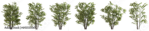 Fototapeta Naklejka Na Ścianę i Meble -  Set of Rhapis excelsa plant or Lady palm with isolated on transparent background. PNG file, 3D rendering illustration, Clip art and cut out
