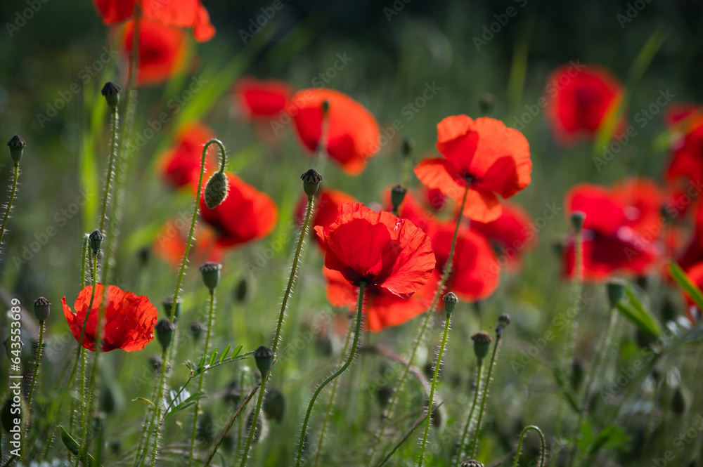 Poppies growing on the roadside, Roermond, Netherlands