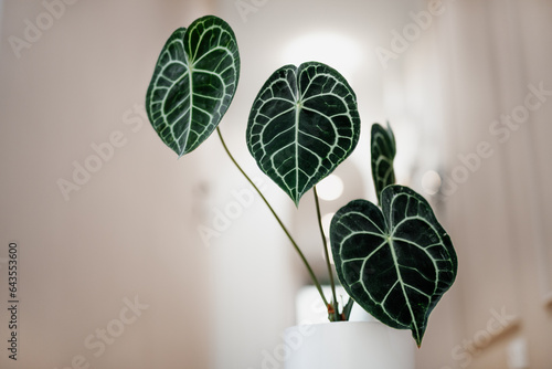 Anthurium clarinervium in white flower pot. Exotic houseplant with dark green leaves and white veins. Heart-shaped leaves of anthurium  photo