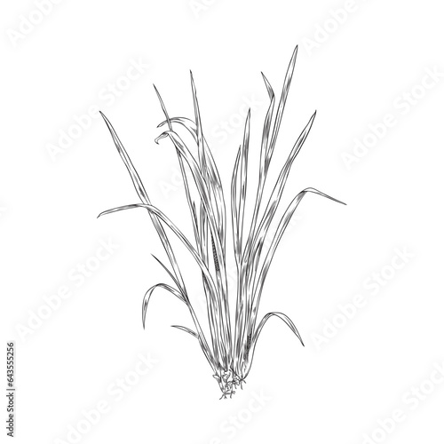 Bunch of lemongrass spicy plant, engraving sketch vector illustration isolated. photo