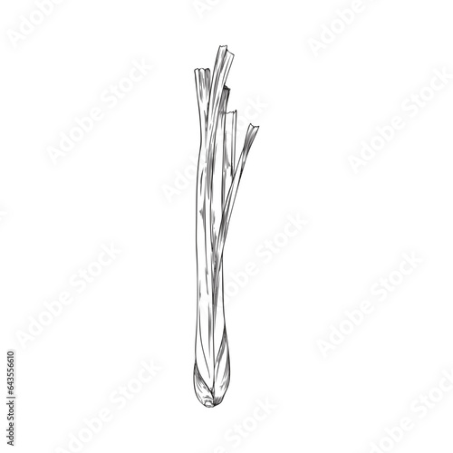 Lemongrass shrub with stems engraving sketch style vector illustration isolated.