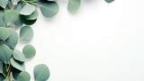 Background with top view eucalyptus branches isolated. Elegant flat lay mock up with leaves