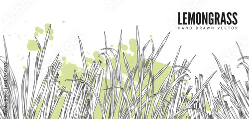 Hand drawn monochrome seamless border with lemongrass plant sketch style
