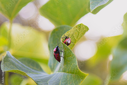 Close-up of Jewel Bug beetles (Chrysocoris stollii) on a Jatropha curcas leaf. photo