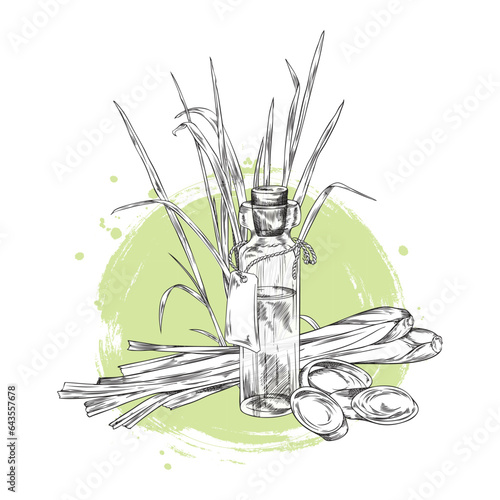 Lemongrass essential oil in glass bottle and bunch of aromatic herbs, engraved botanical hand drawn vector on watercolor