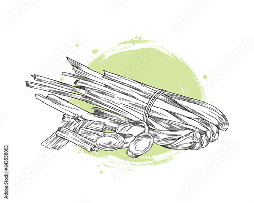 Hand drawn monochrome bunch of lemongrass sketch style, vector illustration