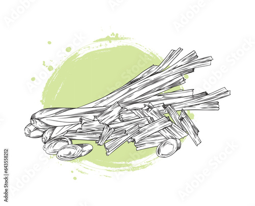 Lemongrass bundle stalk, pieces and slices on a green watercolor spot, engraved botanical herb, vector hand drawn plant