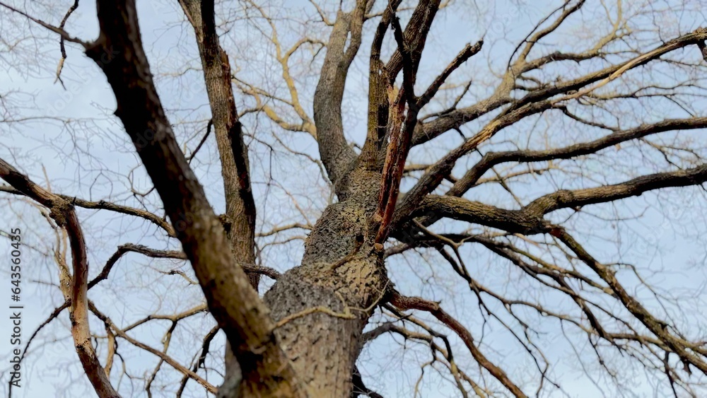 dry branches of an oak tree against a blue sky. nature landscape spring concept. Dry branches of an oak tree: rebirth against the blue sky of a spring day. dry tree branches without lifestyle leaves