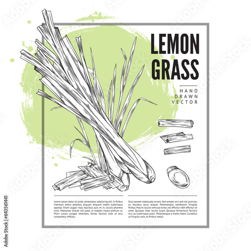 Lemongrass card or label design with bunch of sprouts sketch vector illustration.